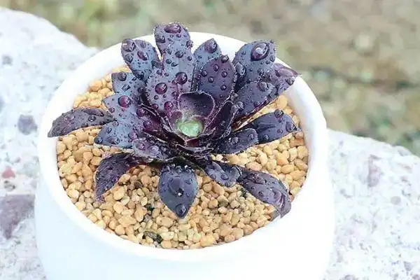 介绍8款无毒漂亮的多肉植物