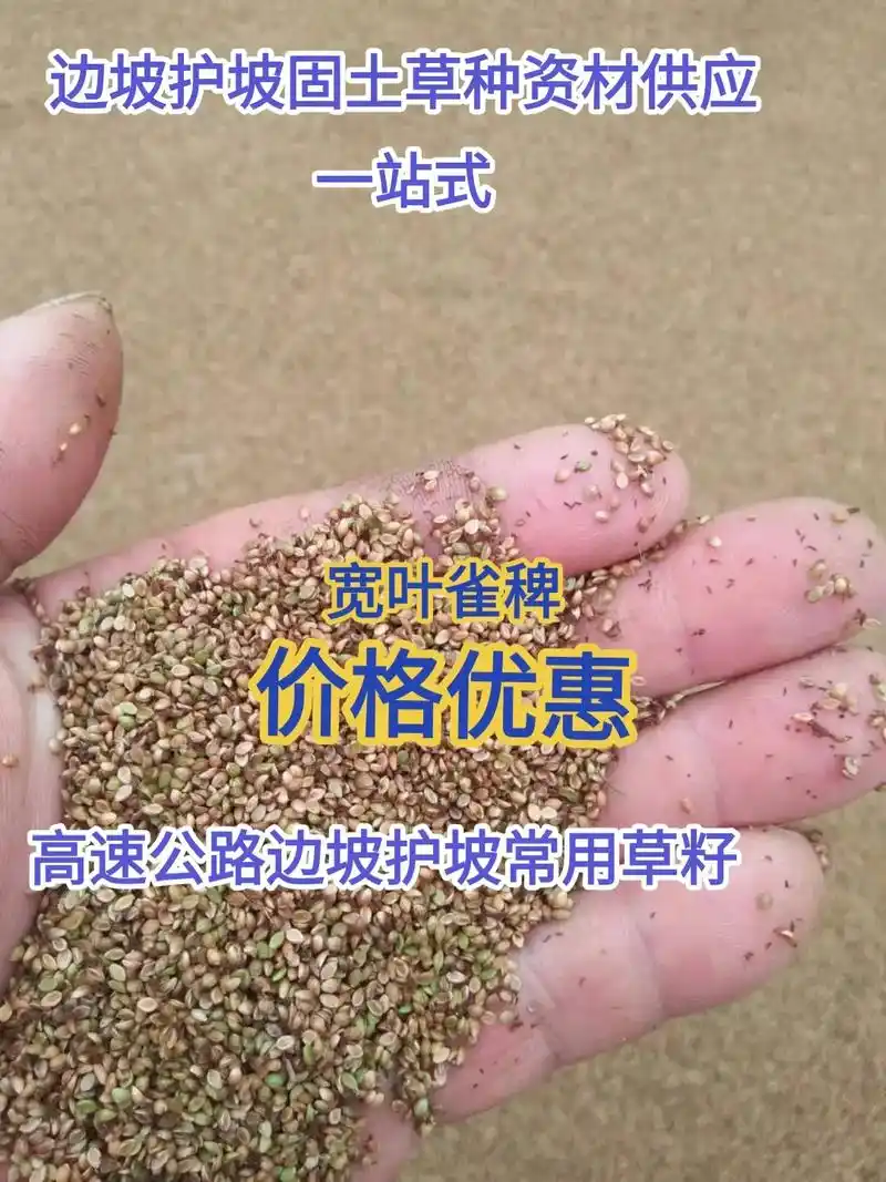 宽叶雀稗草籽绿化作用.