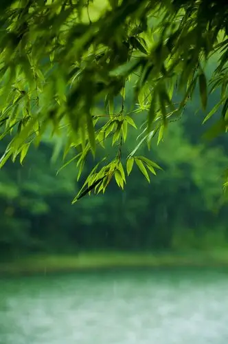 竹林听雨,韵在雨中,曲在心中.