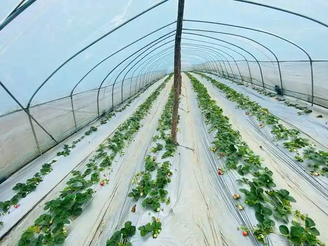 李世瑶的草莓种植基地(黄瑶 摄)今年三月初,全国两会即将召开,李世瑶