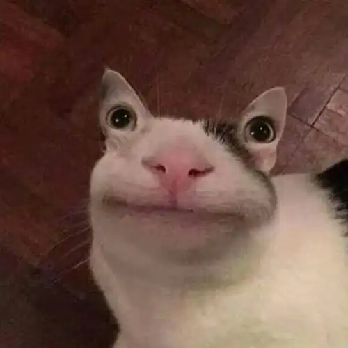 好看的头像可爱清新沙雕