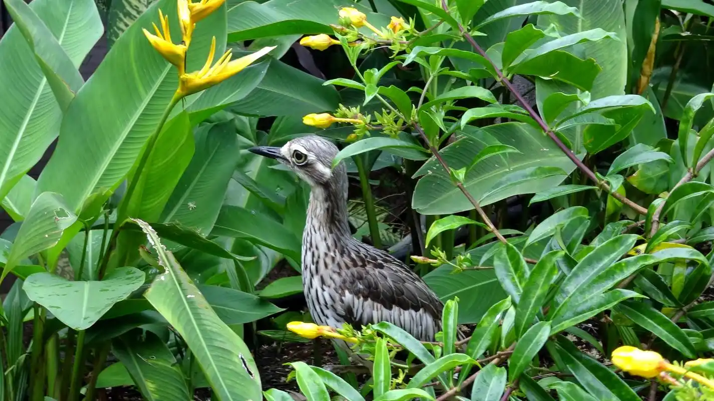 热带雨林的小景热带雨林是地球上一种常见于赤道附近热带地区的 - 抖