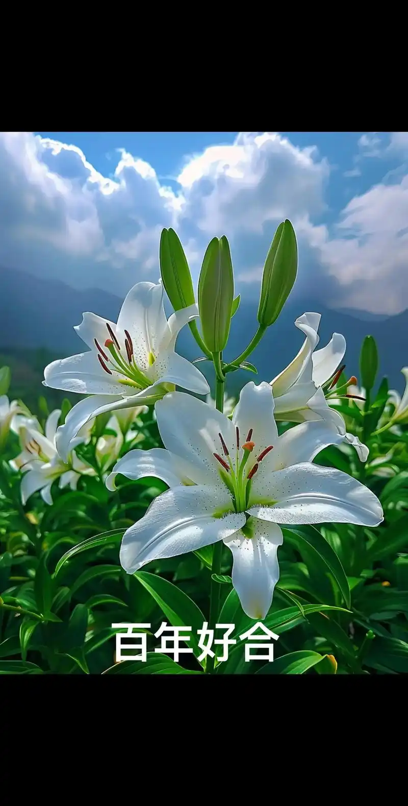 百合花,以其纯洁的白色,温馨的黄色,热情的红色,为世界带来和谐与美好