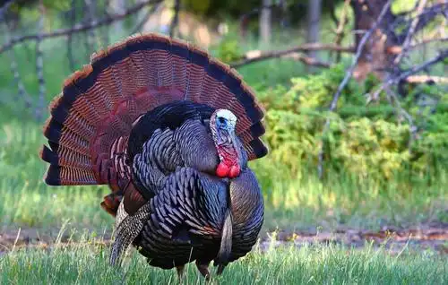 火鸡在美国很受欢迎,为什么在中国少有人吃,是不好吃吗?_玩意