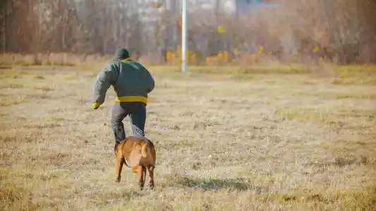 猫咬他的主人图片