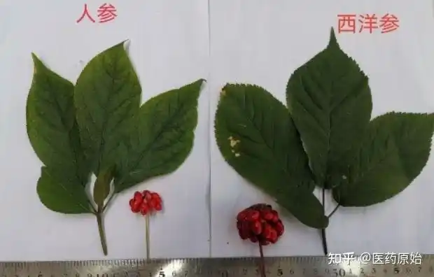 带你识别人参叶