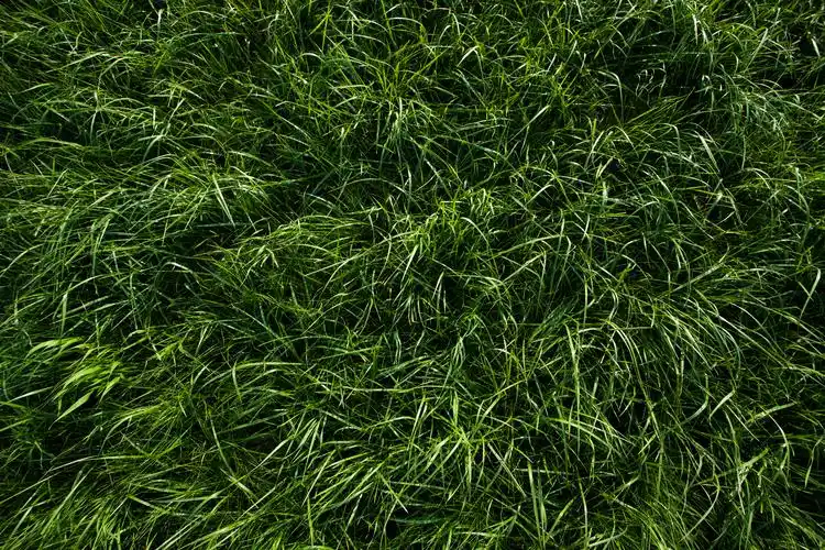 deep green grass texture