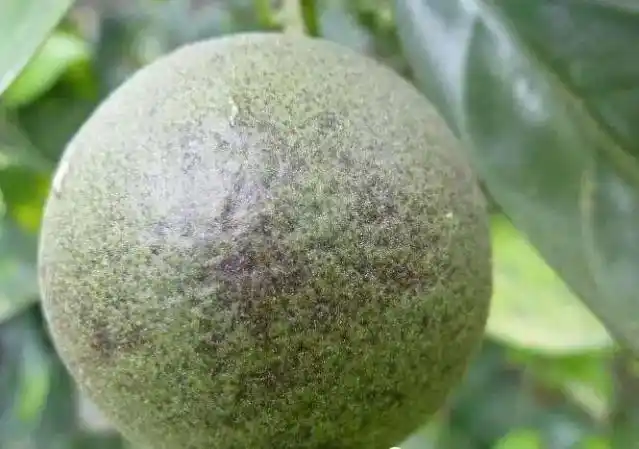 锈壁虱可谓是柑橘颜值杀手,今年雨水多防治锈壁虱要赶早