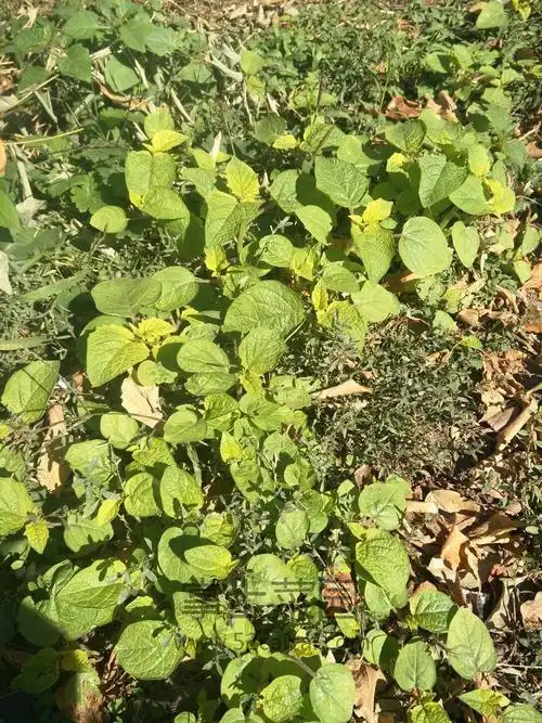 在小区后院发现一大丛菇娘果苗