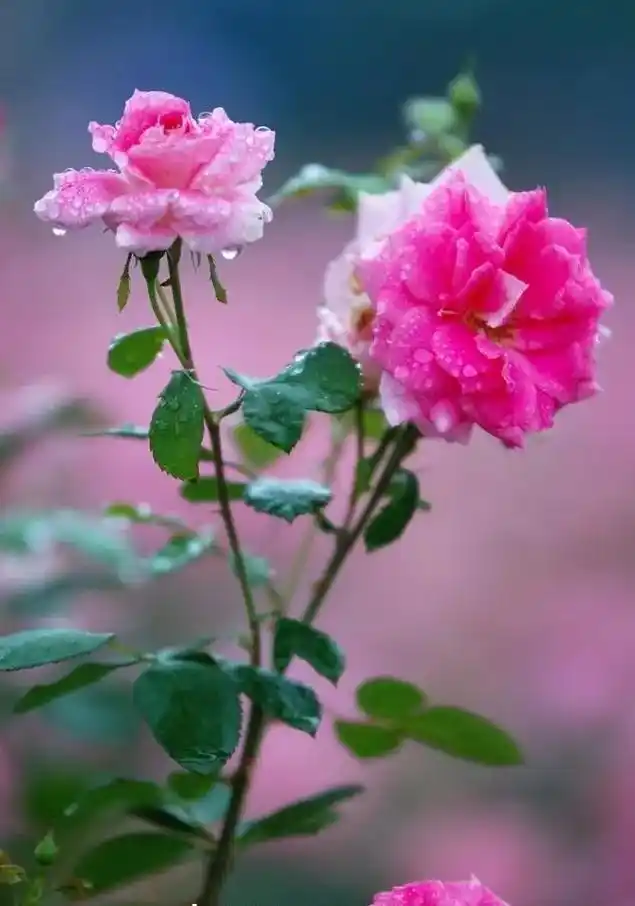 玫瑰花带刺自然美,花香溢碟在追,玫瑰花诱人而又刺,有人为它陶 - 抖音