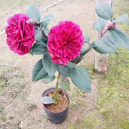 红叶贝拉黑红色纯色开品复色茶花稀有品种巨型花庭院绿植盆栽