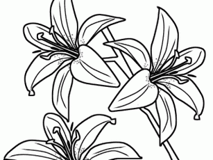 百合侧面简笔画