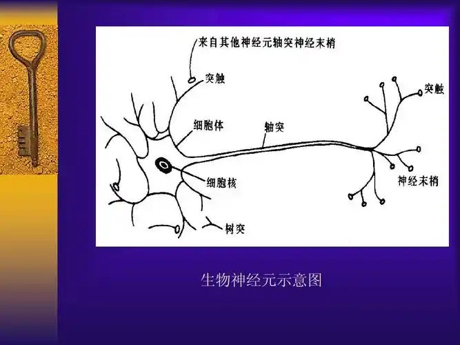 人工神经网络 生物神经元示意图