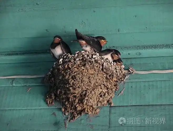 木制天花板下有小燕子的巢