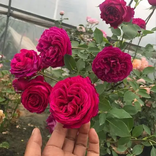 月季花伊芙芳香花园浓香花卉大花灌木切花月季时令草本花卉
