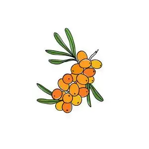 成熟嫩枝手拉的海上沙棘嫩枝照片