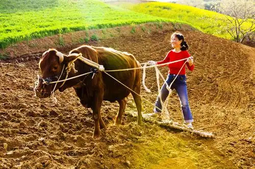 春耕     "九九加一九,耕牛遍地走.