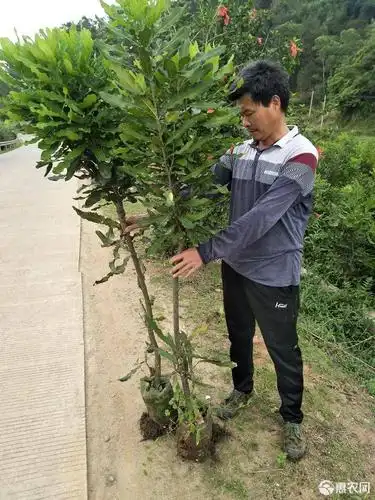 [澳洲坚果苗批发]澳洲坚果苗 1.5~2米价格30元/株 - 惠农网