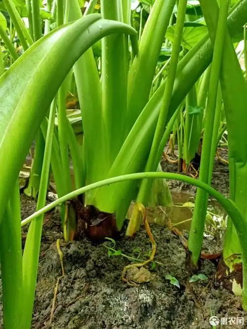 白芋 芋头槟榔芋自产自销量大
