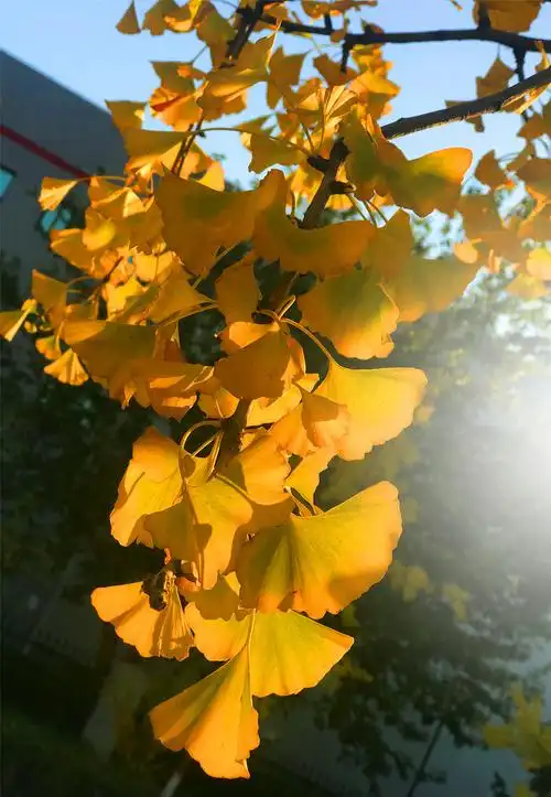 刘勇良手机纪实摄影:金色的银杏树