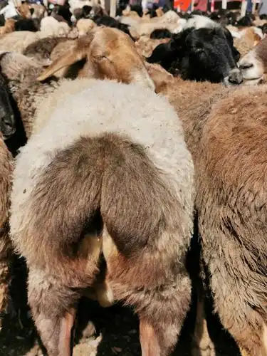 来点荤的更新动感羊屁股2南疆疏勒县赶集