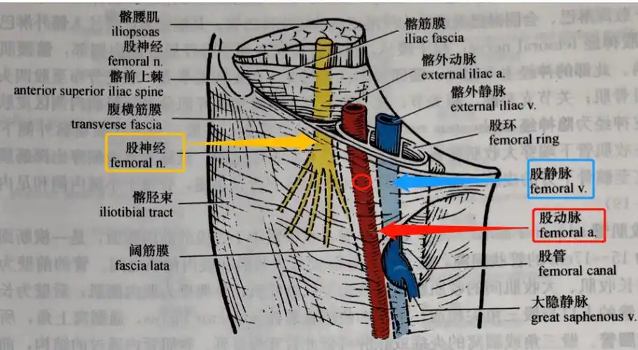 图源:作者提供提醒:虽然股动脉较粗易于采集血标本,但由于股动脉周围