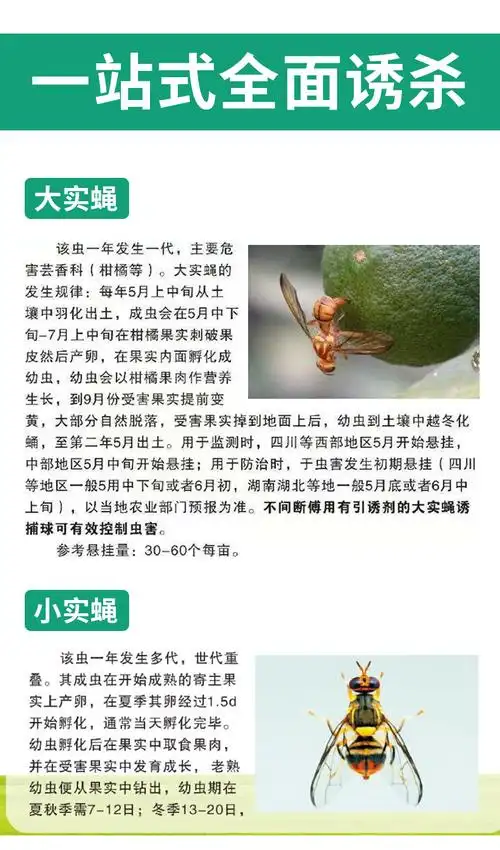 厂家直营诱蝇球柑橘大实蝇小实蝇瓜实蝇果蝇粘虫球贴针蜂果园蔬菜