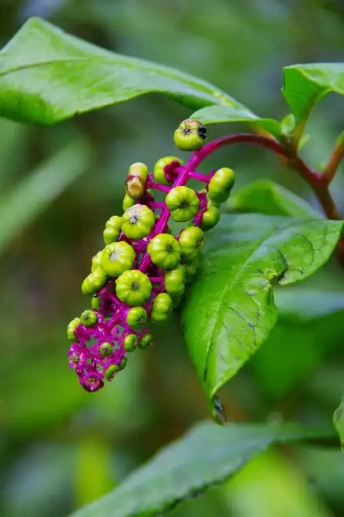 山野寻奇——商陆