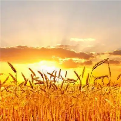 带来财运的微信头像风景 微信头像图片大全 -【爱个性】