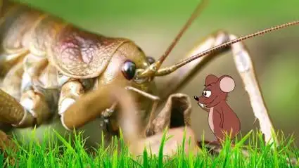 比老鼠还大的昆虫 巨沙螽