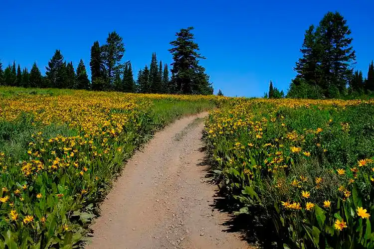 地点,黄色,野花,花,小路_高清图片_全景视觉