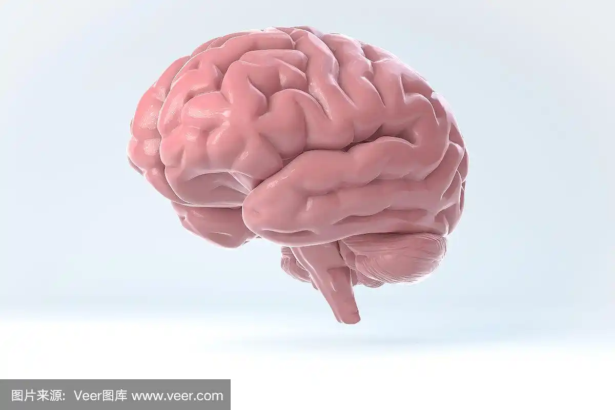 3d人脑孤立插图.科学解剖背景.
