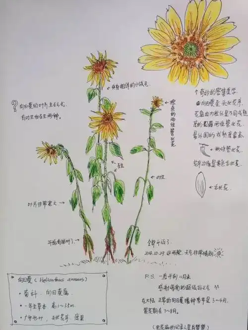 【爱滨海●画自然——首届广西北部湾自然笔记大赛】等你来!