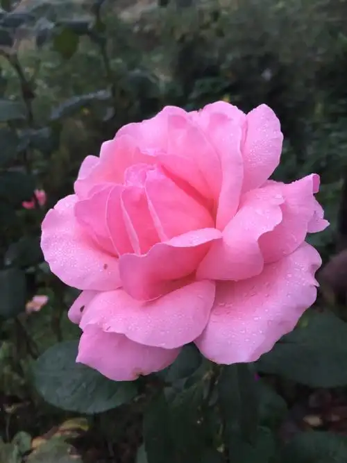 壁纸～闭月羞花