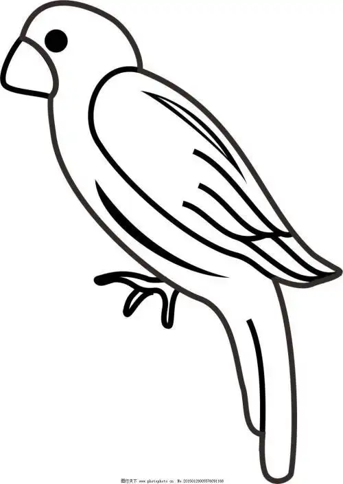 黑白相间的鸟简笔画