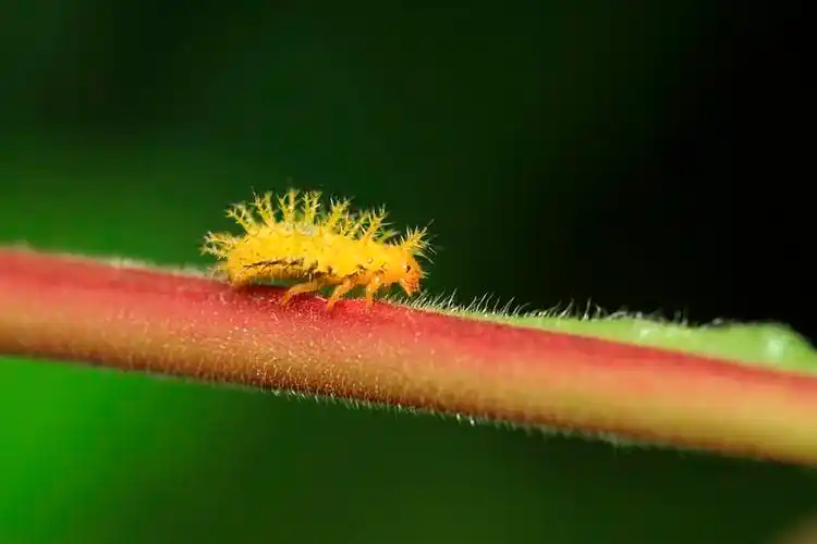 瓢虫,幼体,绿叶,野生_高清图片_全景视觉