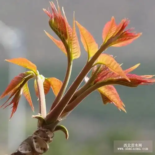 香椿图片_果树小苗图片_绿化图片_西北苗木网