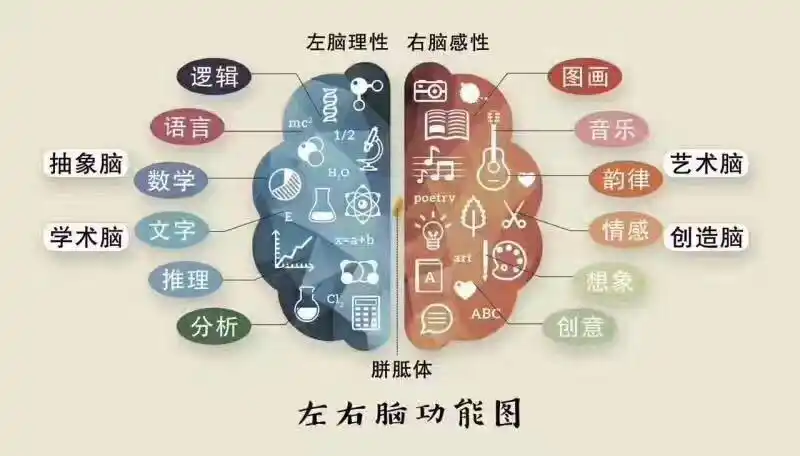 左右脑功能