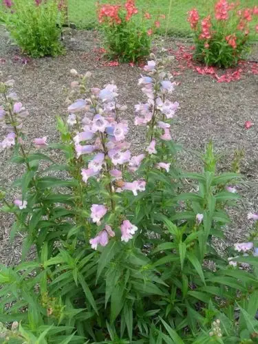 她不作园艺规划,任由各种鲜花自行绽放;此外,她还无