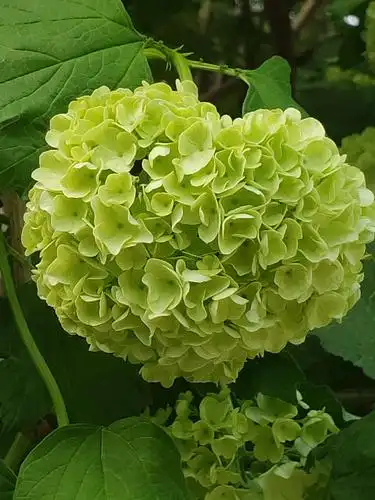 北京植物园观世界名花. (美篇习作之959)