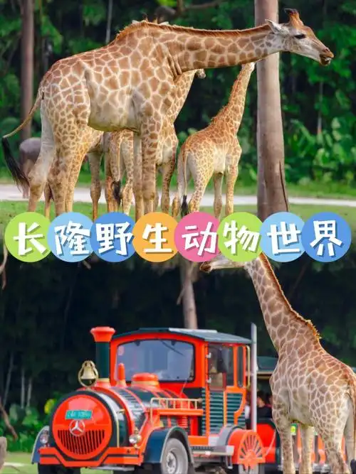 出游好去处长隆野生动物世界超强攻略