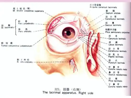 泪器病中国医科大学附属四医院眼科ppt
