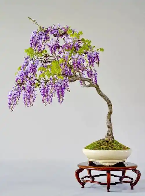 紫气东来福满堂_作品_cm_紫藤