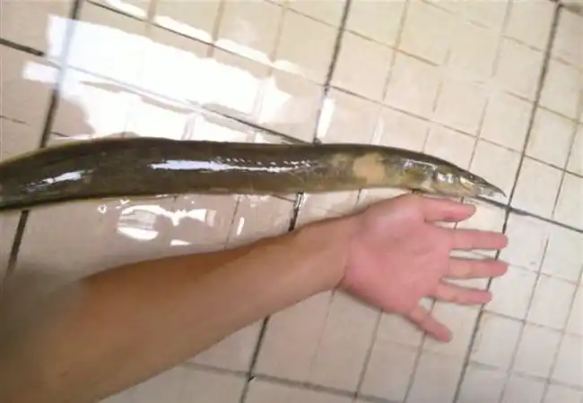 广东水库老乡钓起"巨鳅",当地人:几十年没过了_网易订阅