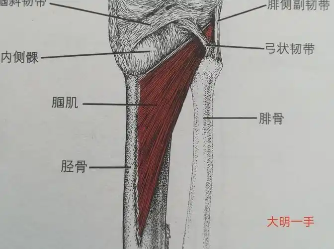腘肌位于腘窝内,肌腹短小,肌纤维对角线走行,是膝后部位置最深的一块
