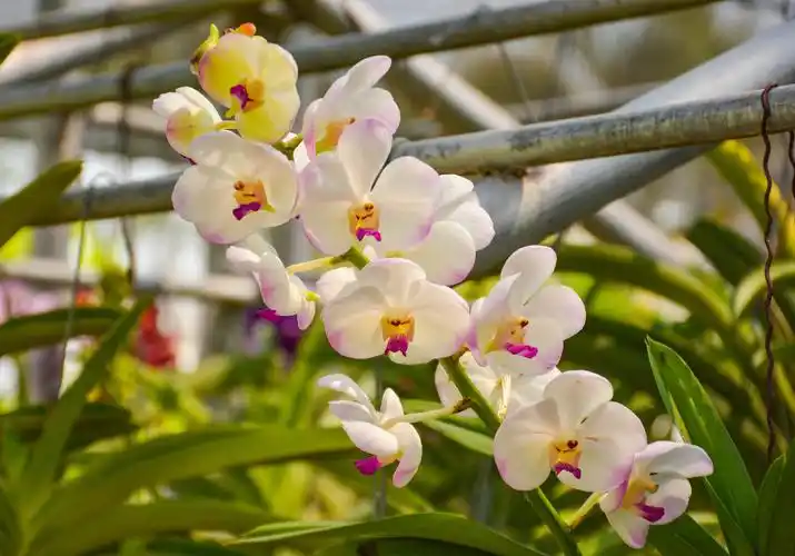 热带兰中的珍品,有"兰中皇后"美誉的泰国兰花