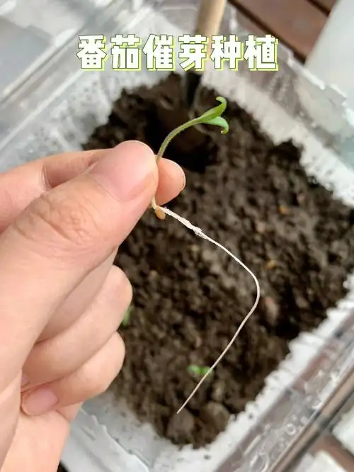 番茄催芽之入土种植day7假假植