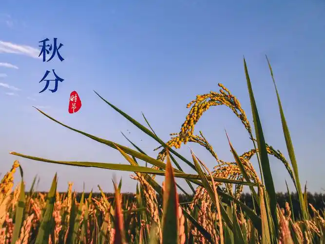 秋分二十四节气之第十六个节气