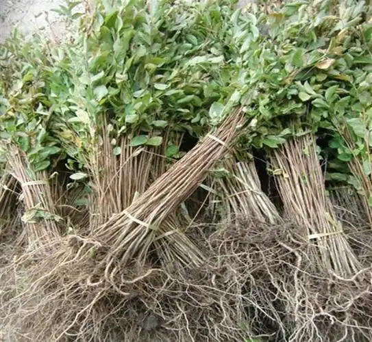 直生丛生紫薇苗 直生丛生百日红 紫薇小苗