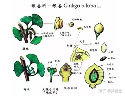科学绘画裸子植物家族的成员银杏